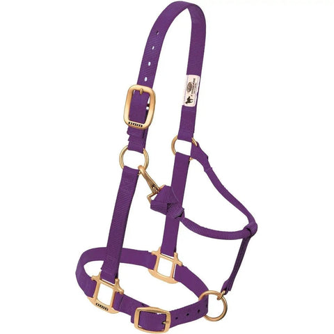 Adjustable Nylon Horse Halter For Weanlings And Ponies Diva Pink Three Quarter Inch Wide With Triple Ply Cheek Design