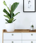 4 Pack Cute Vintage Pink Flower And Leaf Round Cabinet Knobs With Sage Green Backdrop on white drawers with a plant.