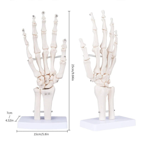 Life Size Skeleton Hand Model With Fully Articulated Fingers For Hands On Medical Training And Anatomy Education