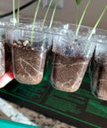 12 Pack Seed Starter Trays With 144 Cells Humidity Adjustable Dome Kit showing close-up of seedlings and soil in transparent cells.