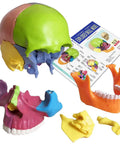 Palm Sized 15 Part Human Skull Model with color detailing, exploded view, detachable sections, and assembly guide shown.