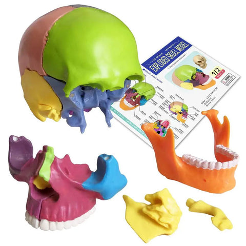 Palm Sized 15 Part Human Skull Model with color detailing, exploded view, detachable sections, and assembly guide shown.