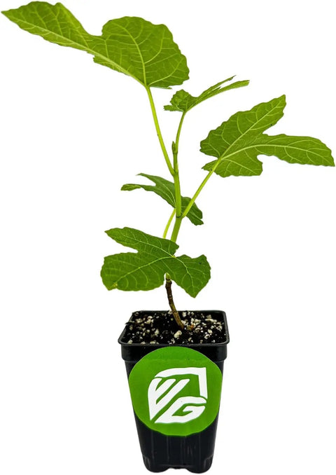 Celeste Fig Tree Live Plant Honey Fig Ficus Carica Starter Plant For Gardens And Containers sun loving easy care