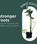 No Mess Indoor Garden Starter Kit With Mini Greenhouse Humidity Dome And 3-Pack Reusable Seedling Trays plant with strong roots