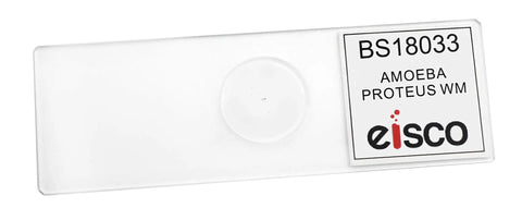 Amoeba Proteus Whole Mount Prepared Microscope Slide 75 By 25mm For Biology Classrooms And Microscopy Education Single Slide Showcases Classic Shape And Extending Pseudopods Arrives Safely In Protective Case, labeled slide in case