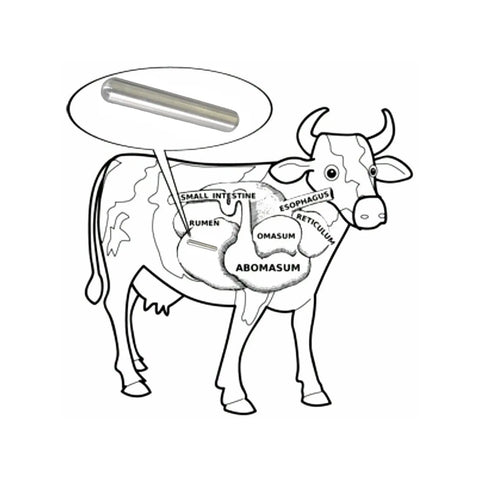 Illustration showing Built Damn Tough AlNiCo5 Cow Magnet inside a cow's anatomy for livestock health and safety.