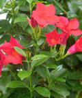 Two Red Mandevilla Live Plants, 4-6 Inch Tall Unpotted Vines With Bright Red Flowers, Easy To Grow, Sun Loving Patio Or Garden Plant For Full Sun To Partial Shade, Tropical Color Burst For Deck, Balcony Or Fence. Close-up of red mandevilla blooms and green leaves
