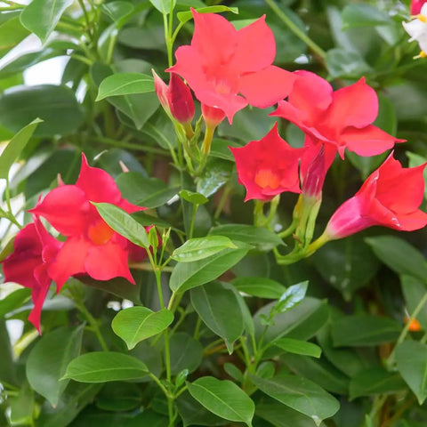 Two Red Mandevilla Live Plants, 4-6 Inch Tall Unpotted Vines With Bright Red Flowers, Easy To Grow, Sun Loving Patio Or Garden Plant For Full Sun To Partial Shade, Tropical Color Burst For Deck, Balcony Or Fence. Close-up of red mandevilla blooms and green leaves
