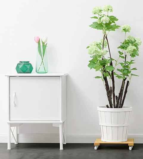 Large potted plant on Three Pack Bamboo Plant Caddies With Rolling Wheels, next to a white cabinet, showcasing plant mobility.