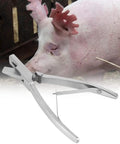 Stainless Steel Pig Ear Tag Pliers For Farm Animals Identification Tool V Shape Lightweight And Durable To Streamline Animal Tagging On The Go Perfect For Quick Ear Marks On Pigs with pig in background