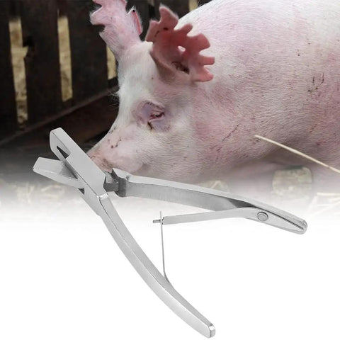 Stainless Steel Pig Ear Tag Pliers For Farm Animals Identification Tool V Shape Lightweight And Durable To Streamline Animal Tagging On The Go Perfect For Quick Ear Marks On Pigs with pig in background