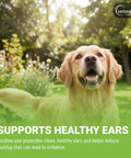 Golden retriever in a garden illustrating Gentle Ear Cleaning Solution For Cats And Dogs, Easy To Use Drops That Remove Dirt And Debris.