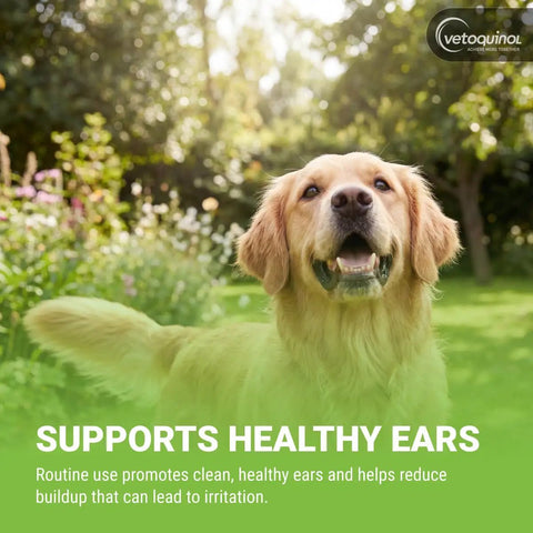 Golden retriever in a garden illustrating Gentle Ear Cleaning Solution For Cats And Dogs, Easy To Use Drops That Remove Dirt And Debris.