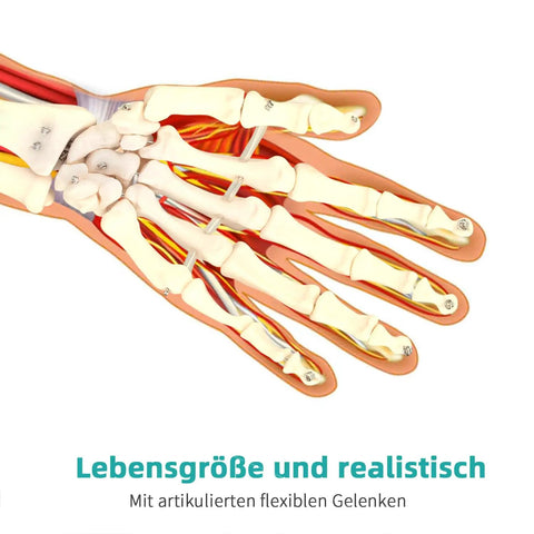 Life Size Skeleton Hand Model With Fully Articulated Fingers For Hands On Medical Training And Anatomy Education, side view