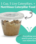 Live Painted Lady Butterfly Caterpillars Kit For Students Hands On STEM Learning With Caterpillars Food And Care Instructions cup