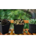 24 Pack 3 Inch Black Square Plastic Plant Pots With Saucers For Indoor And Outdoor Use Durable Reusable Nursery Pots With Drain Trays