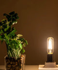 B11 Candelabra Base Warm White 2700K Light Bulb emitting soft glow next to a potted plant, ideal for lamps and chandeliers.