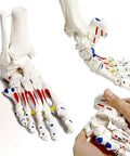 Dope Foot Skeleton Model With Elastic Bungee And Tibia-Fibula Stump Real Cast Foot shown with hand-painted muscle origins.