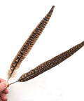 Hand holding 2 of the 15 Pcs Pheasant Feathers Natural Color Set For Hat Craft DIY Projects 10 To 11.8 Inches Long Handpicked Cleaned And Sterilized