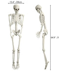 Life Size Skeleton Five Point Four Foot Poseable Full Body Halloween Prop with Movable Joints for Indoor Outdoor Spooky Decor