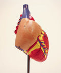 Side view of Life Size Human Heart Model Hands On With 34 Labeled Structures And Two Part Magnetic Design Mounted On Base.