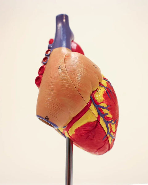 Side view of Life Size Human Heart Model Hands On With 34 Labeled Structures And Two Part Magnetic Design Mounted On Base.