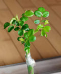 Two Pack Grafting Tape For Plants Stretchable Garden Tape For Budding And Grafting Waterproof Self Adhesive Plant Repair Tape in use on a young plant stem.