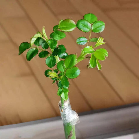 Two Pack Grafting Tape For Plants Stretchable Garden Tape For Budding And Grafting Waterproof Self Adhesive Plant Repair Tape in use on a young plant stem.