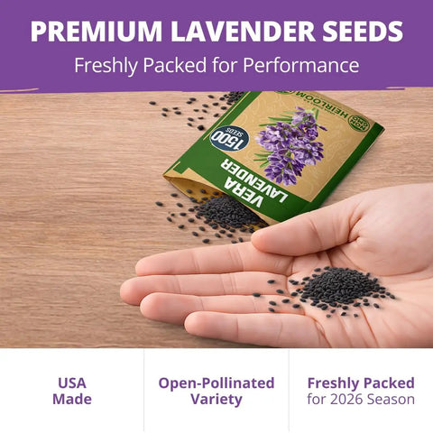 Grab Over 1500 Non GMO English Lavender Seeds for Indoor and Outdoor Planting Vera Variety High Germination True English Lavender Seed for Fragrance and Oil Quality