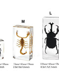12 Pack Tiny Nature Plant Specimens In Resin For Crystal Clear Close Ups And Study, Science Classroom Decor Set with Insects