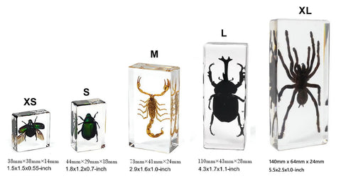 12 Pack Tiny Nature Plant Specimens In Resin For Crystal Clear Close Ups And Study, Science Classroom Decor Set with Insects