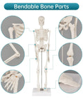 17 Inch Portable Skeleton Anatomy Model With Movable Skull, Arms And Legs For Education And Teaching, joint detail view