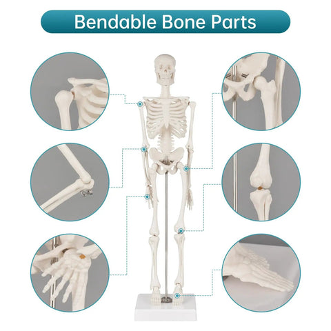 17 Inch Portable Skeleton Anatomy Model With Movable Skull, Arms And Legs For Education And Teaching, joint detail view