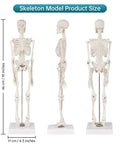 17 Inch Portable Skeleton Anatomy Model With Movable Skull, Arms And Legs For Education And Teaching, Lifesize Tool