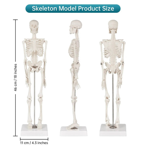17 Inch Portable Skeleton Anatomy Model With Movable Skull, Arms And Legs For Education And Teaching, Lifesize Tool