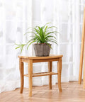 Bamboo Shower Bench 19 Inch Waterproof Shower Chair With Storage Shelf, used as a plant stand, in an indoor setting