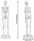 Front and back view of 17.7 Inch Hands On Human Skeleton Model For Anatomy With Movable Shoulders Elbows Wrists Knees Ankles