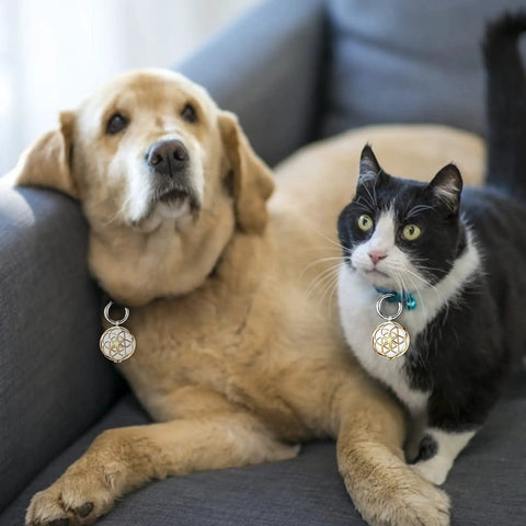 Dog and cat wearing Gold Metal AirTag Protective Case And Key Ring Holder For Apple AirTag 2021 Tough Luggage Bike Pet Tracker
