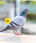 Pigeon sitting with Portable Pigeon Training Whistles 2 Pack Lightweight Four Tone Bird Call Set for communication and training.
