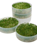 Four Tray Sprouter Set With BPA Free Plastic Trays Stackable Sprouting System For Easy Home Grown Sprouts Grow Multiple Varieties At Once Like A Pro Durable And Simple To Use For Quick Kitchen Garden Wins shown in use with fresh sprouts.