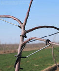 Pro Grade Fruit Tree Limb Spreader Set, 10 Pack, 14 Inch Branch Puller Tools With Hose Wrapped Iron Wire installed on tree