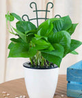 Stackable Small Plant Trellis For Potted Plants Pack Of 4 For Indoor Outdoor Use Climbing Vine Support For Ivy Hoya Flowers And Houseplants Low Profile Dark Green Garden Trellis Made From Durable PP Plastic in white pot