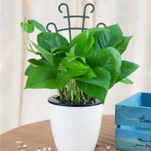 Stackable Small Plant Trellis For Potted Plants Pack Of 4 For Indoor Outdoor Use Climbing Vine Support For Ivy Hoya Flowers And Houseplants Low Profile Dark Green Garden Trellis Made From Durable PP Plastic in white pot