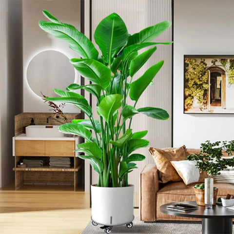 Heavy Duty Plant Caddy On Wheels With 3.0mm Aluminum Alloy Frame Supports Round Pots Up To 12 Inch And 500 Pounds Durable Rolling Plant Stand With Silent Bearings For Wood Floors Black in living room setting.