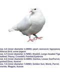 White pigeon wearing Open Aluminum Bird Leg Rings For Pigeons Parrots Doves And More Mixed Colors 50 Pack Lightweight Identification Tags Easy Open Design Laser Engraved Durable Safe For Birds.