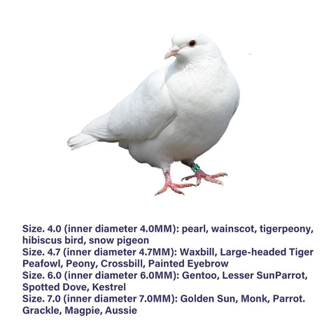 White pigeon wearing Open Aluminum Bird Leg Rings For Pigeons Parrots Doves And More Mixed Colors 50 Pack Lightweight Identification Tags Easy Open Design Laser Engraved Durable Safe For Birds.