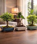 Beginner Bonsai Tree Kit With 5 Unique Japanese Bonsai Trees displayed in ceramic planters on a wooden table in a living room.