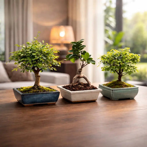 Beginner Bonsai Tree Kit With 5 Unique Japanese Bonsai Trees displayed in ceramic planters on a wooden table in a living room.