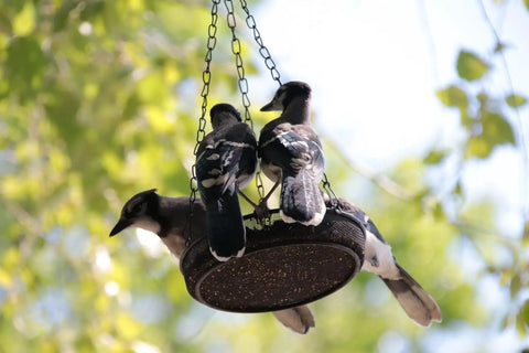 Large Capacity Hanging Bird Feeder For Garden And Yard Outdoors With Metal Mesh Platform And Fine Mesh Tray Holds Up To 3 Lb Of Seeds Easy Refill No Mess Attracts More Birds And Keeps Feeding Fresh with birds feeding.