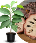 Red Sugar Apple Tree For Home Garden, Tropical Fruit Tree, 2 To 3 Ft Tall In A 3 Gallon Pot, No Fuss Grow Backyard Fruit Plant For Fresh Home Harvest With Easy Care, young potted sapling with fruit slice